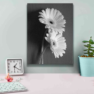 'Fresh Cut Daisy I' by Debra Van Swearingen, Canvas Wall Art,12 x 16