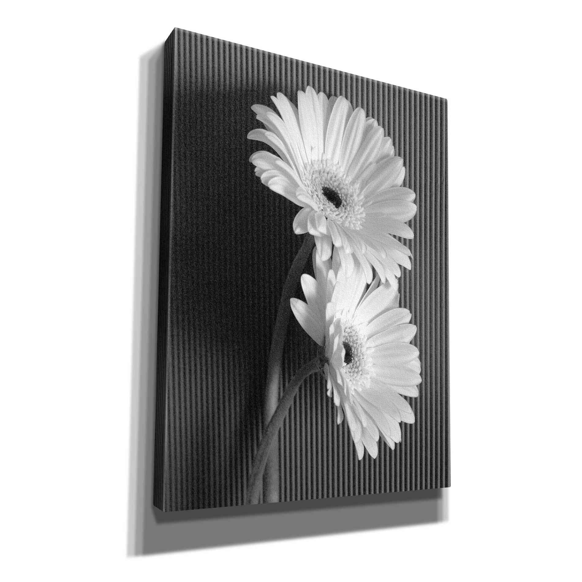 'Fresh Cut Daisy I' by Debra Van Swearingen, Canvas Wall Art,12x16x1.1x0,20x24x1.1x0,26x30x1.74x0,40x54x1.74x0