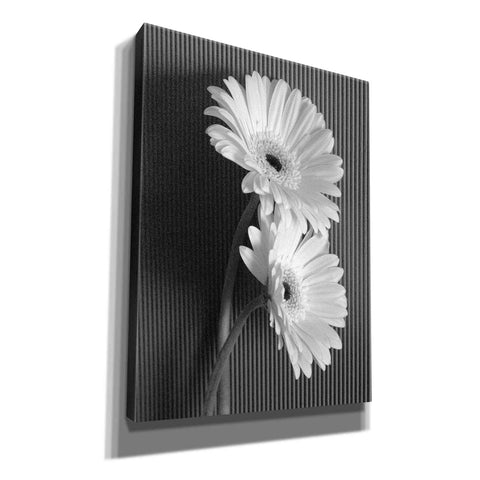 Image of 'Fresh Cut Daisy I' by Debra Van Swearingen, Canvas Wall Art,12x16x1.1x0,20x24x1.1x0,26x30x1.74x0,40x54x1.74x0