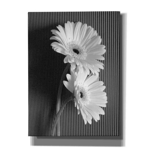 Image of 'Fresh Cut Daisy I' by Debra Van Swearingen, Canvas Wall Art,12x16x1.1x0,20x24x1.1x0,26x30x1.74x0,40x54x1.74x0