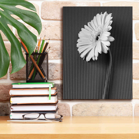 Image of 'Fresh Cut Daisy II' by Debra Van Swearingen, Canvas Wall Art,12 x 16