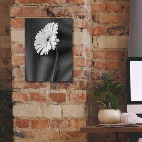 Image of 'Fresh Cut Daisy II' by Debra Van Swearingen, Canvas Wall Art,12 x 16