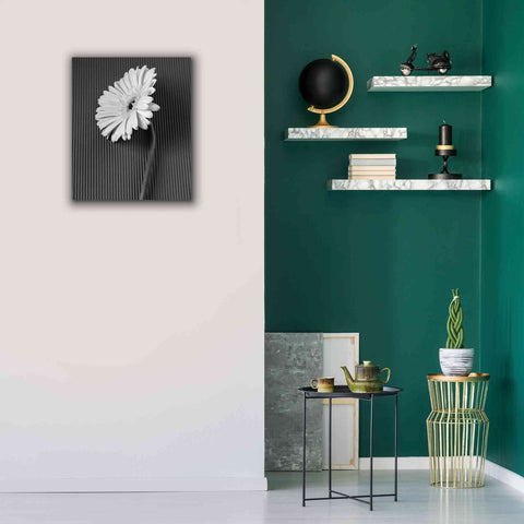 Image of 'Fresh Cut Daisy II' by Debra Van Swearingen, Canvas Wall Art,20 x 24