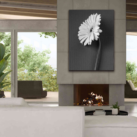 Image of 'Fresh Cut Daisy II' by Debra Van Swearingen, Canvas Wall Art,40 x 54