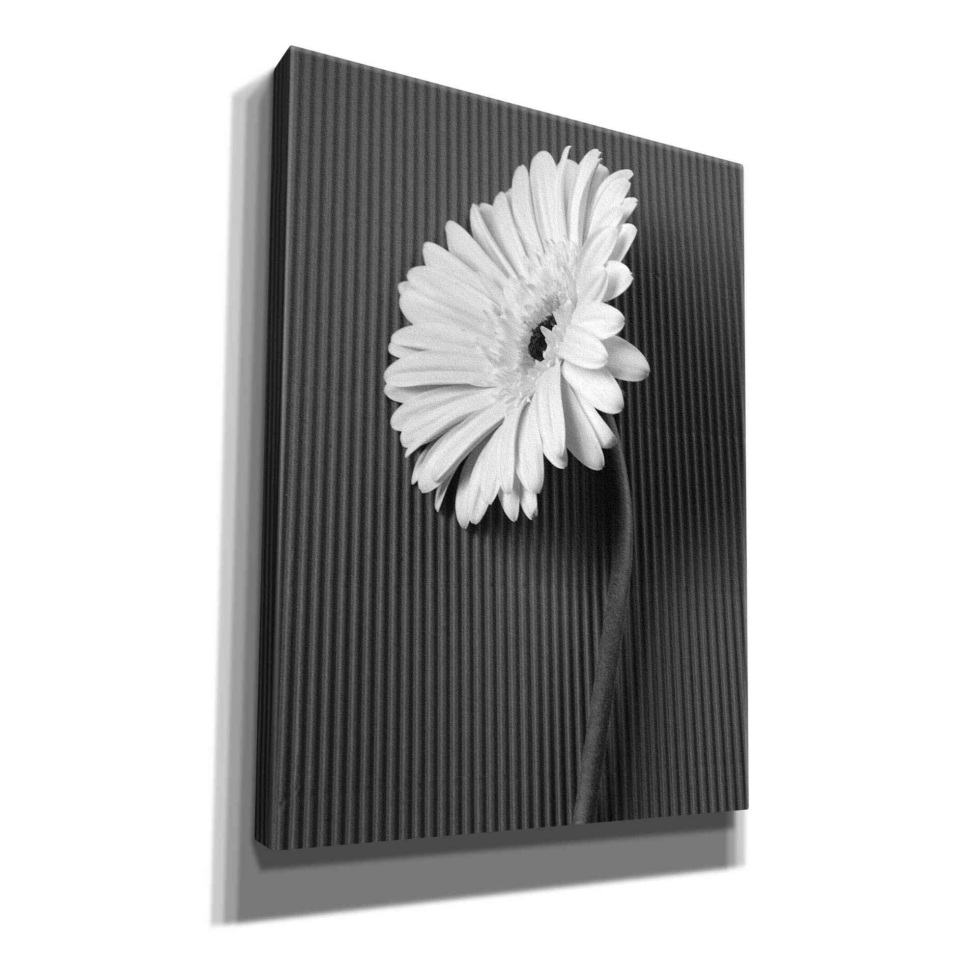 'Fresh Cut Daisy II' by Debra Van Swearingen, Canvas Wall Art,12x16x1.1x0,20x24x1.1x0,26x30x1.74x0,40x54x1.74x0