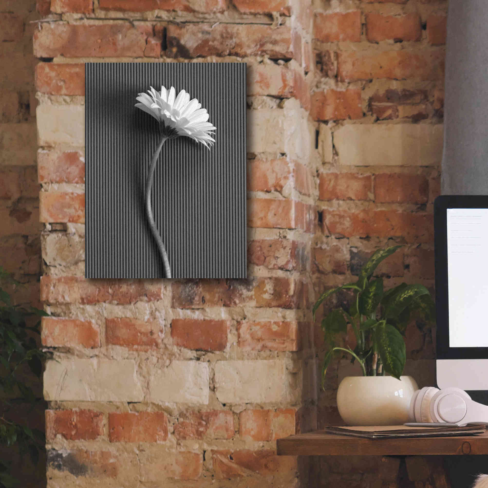 'Fresh Cut Daisy III' by Debra Van Swearingen, Canvas Wall Art,12 x 16