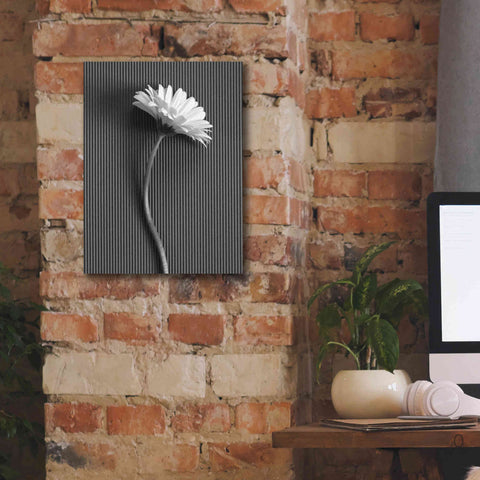 Image of 'Fresh Cut Daisy III' by Debra Van Swearingen, Canvas Wall Art,12 x 16