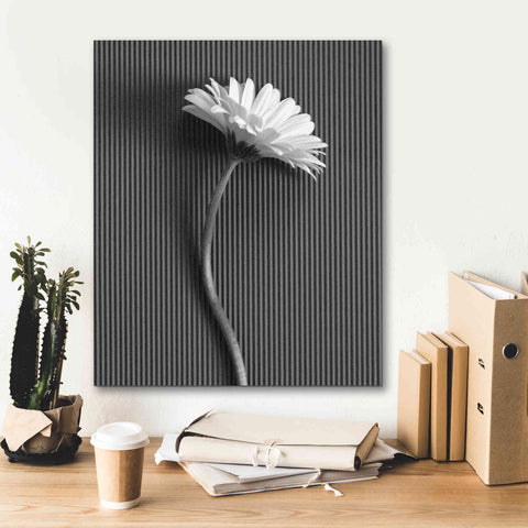 Image of 'Fresh Cut Daisy III' by Debra Van Swearingen, Canvas Wall Art,20 x 24