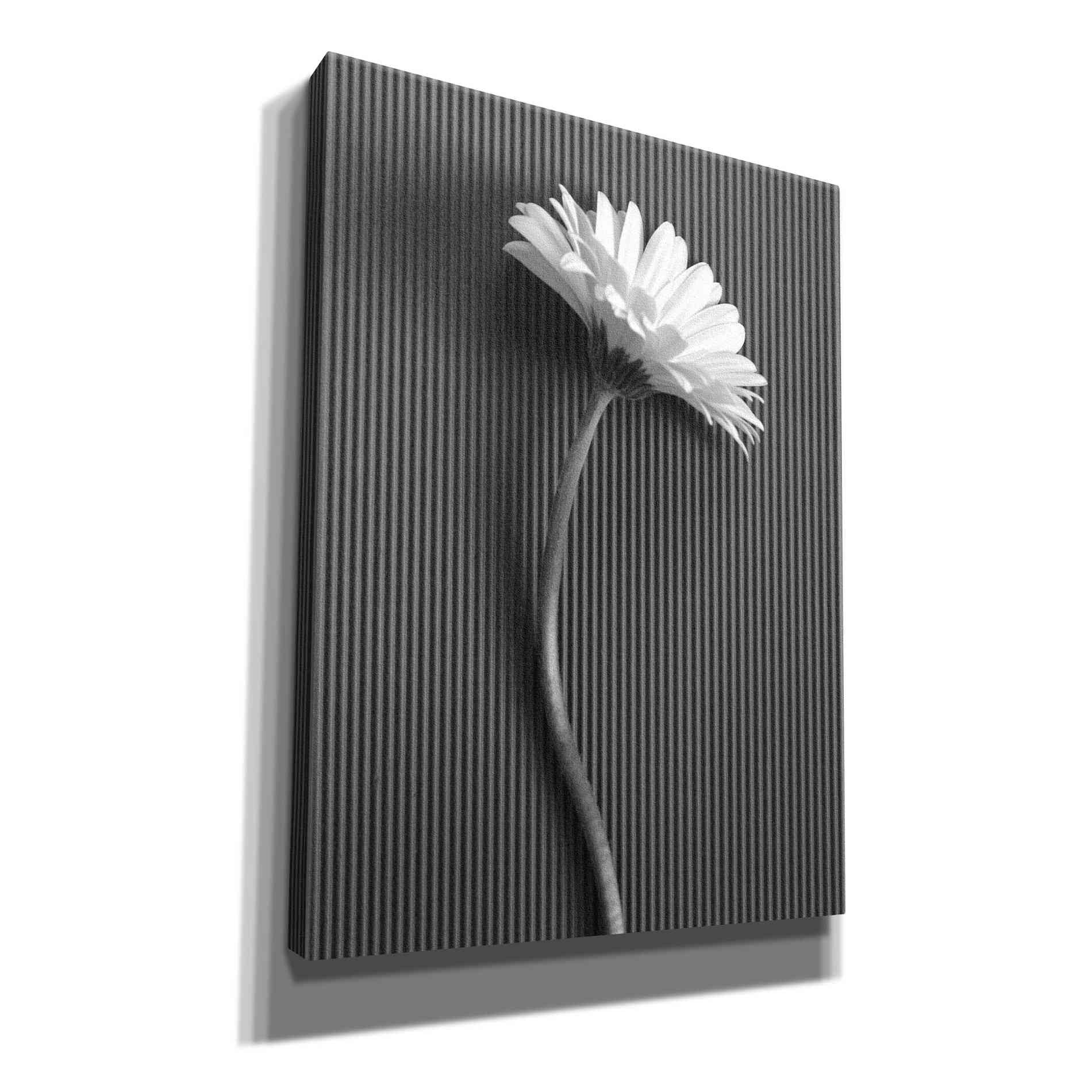 'Fresh Cut Daisy III' by Debra Van Swearingen, Canvas Wall Art,12x16x1.1x0,20x24x1.1x0,26x30x1.74x0,40x54x1.74x0