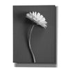 'Fresh Cut Daisy III' by Debra Van Swearingen, Canvas Wall Art,12x16x1.1x0,20x24x1.1x0,26x30x1.74x0,40x54x1.74x0