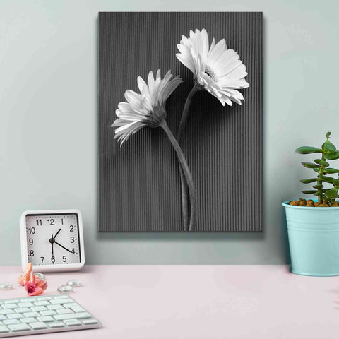 Image of 'Fresh Cut Daisy IV' by Debra Van Swearingen, Canvas Wall Art,12 x 16