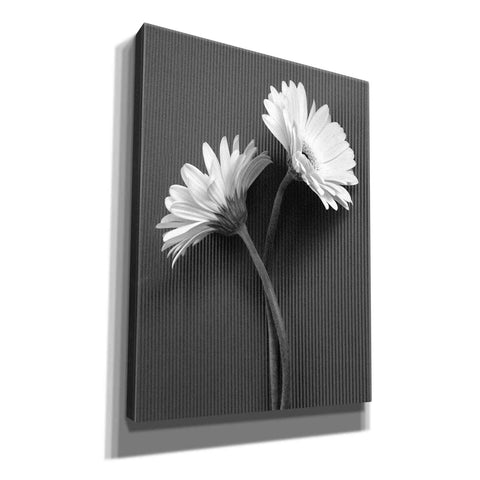 Image of 'Fresh Cut Daisy IV' by Debra Van Swearingen, Canvas Wall Art,12x16x1.1x0,20x24x1.1x0,26x30x1.74x0,40x54x1.74x0