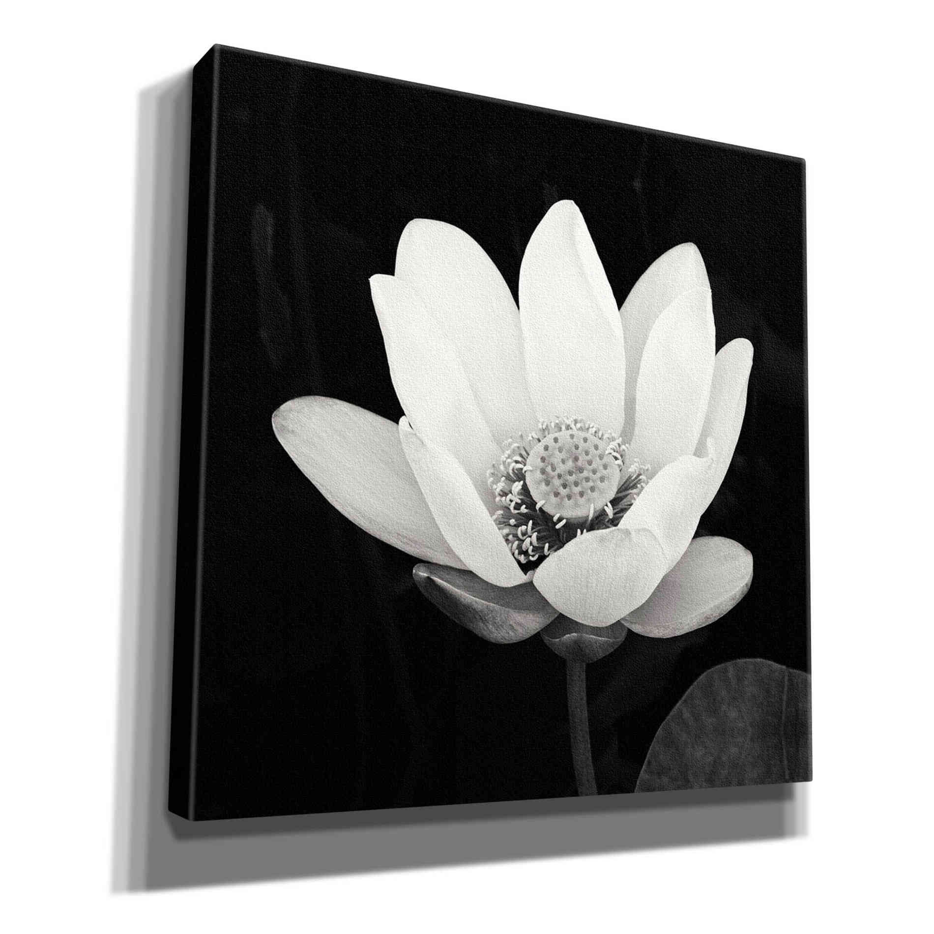 'Lotus Flower I' by Debra Van Swearingen, Canvas Wall Art,12x12x1.1x0,18x18x1.1x0,26x26x1.74x0,37x37x1.74x0