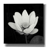 'Lotus Flower I' by Debra Van Swearingen, Canvas Wall Art,12x12x1.1x0,18x18x1.1x0,26x26x1.74x0,37x37x1.74x0
