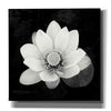 'Lotus Flower II' by Debra Van Swearingen, Canvas Wall Art,12x12x1.1x0,18x18x1.1x0,26x26x1.74x0,37x37x1.74x0