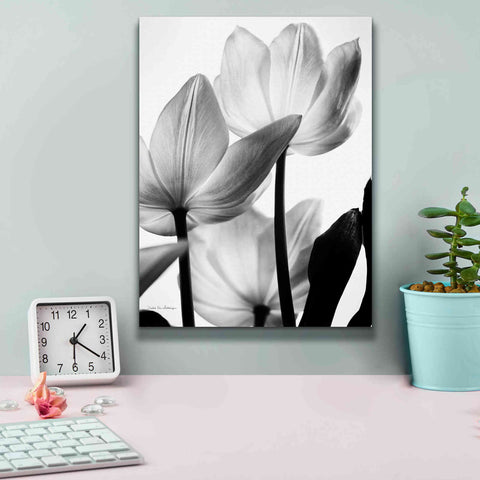 Image of 'Translucent Tulips III' by Debra Van Swearingen, Canvas Wall Art,12 x 16