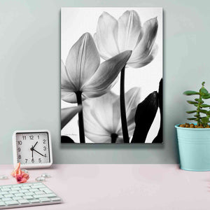 'Translucent Tulips III' by Debra Van Swearingen, Canvas Wall Art,12 x 16
