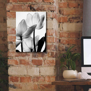 'Translucent Tulips III' by Debra Van Swearingen, Canvas Wall Art,12 x 16