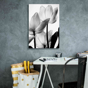 'Translucent Tulips III' by Debra Van Swearingen, Canvas Wall Art,18 x 26