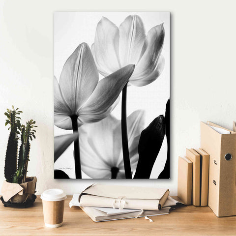 Image of 'Translucent Tulips III' by Debra Van Swearingen, Canvas Wall Art,18 x 26