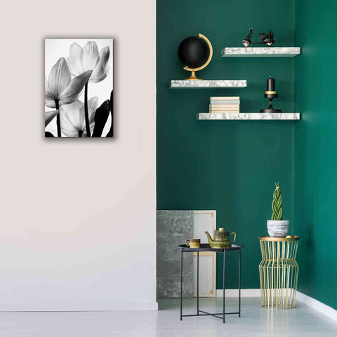 Image of 'Translucent Tulips III' by Debra Van Swearingen, Canvas Wall Art,18 x 26