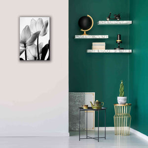 'Translucent Tulips III' by Debra Van Swearingen, Canvas Wall Art,18 x 26
