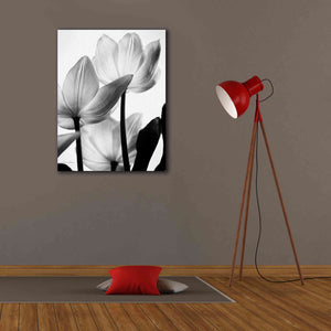 'Translucent Tulips III' by Debra Van Swearingen, Canvas Wall Art,26 x 34