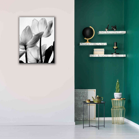Image of 'Translucent Tulips III' by Debra Van Swearingen, Canvas Wall Art,26 x 34