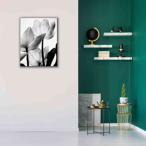 'Translucent Tulips III' by Debra Van Swearingen, Canvas Wall Art,26 x 34