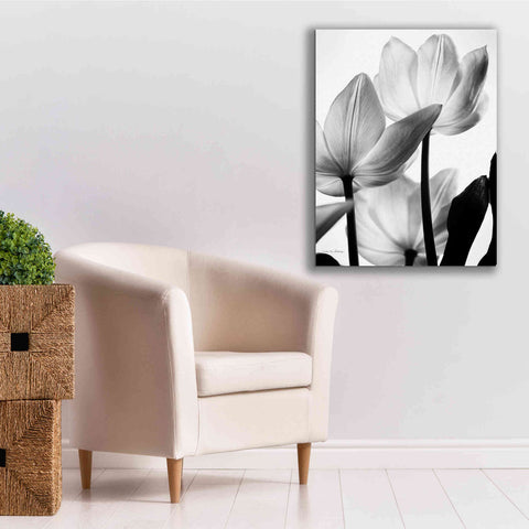 Image of 'Translucent Tulips III' by Debra Van Swearingen, Canvas Wall Art,26 x 34