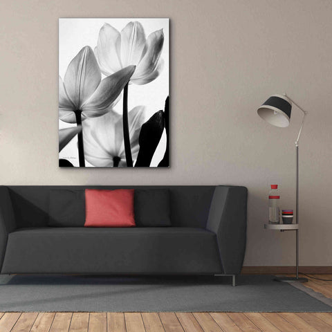 Image of 'Translucent Tulips III' by Debra Van Swearingen, Canvas Wall Art,40 x 54
