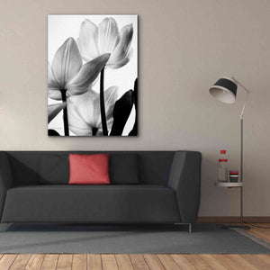 'Translucent Tulips III' by Debra Van Swearingen, Canvas Wall Art,40 x 54