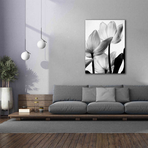 Image of 'Translucent Tulips III' by Debra Van Swearingen, Canvas Wall Art,40 x 54