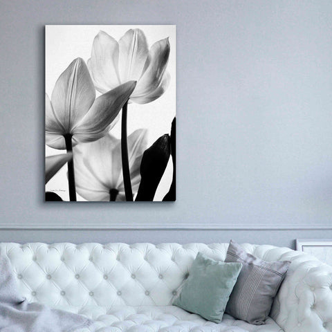 Image of 'Translucent Tulips III' by Debra Van Swearingen, Canvas Wall Art,40 x 54