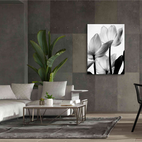 Image of 'Translucent Tulips III' by Debra Van Swearingen, Canvas Wall Art,40 x 54