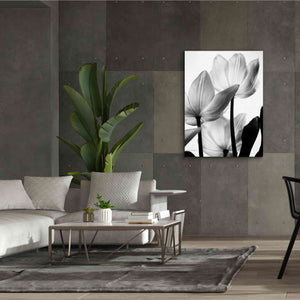 'Translucent Tulips III' by Debra Van Swearingen, Canvas Wall Art,40 x 54