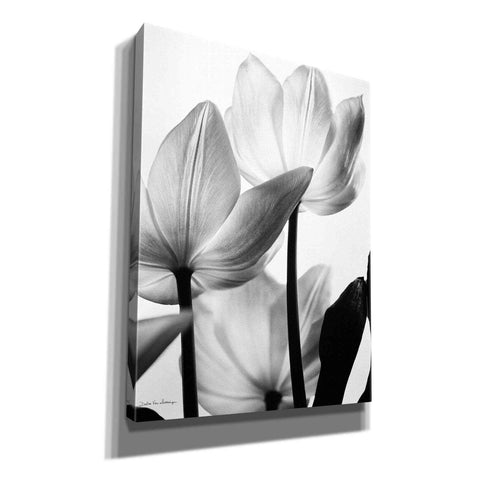 Image of 'Translucent Tulips III' by Debra Van Swearingen, Canvas Wall Art,12x16x1.1x0,18x26x1.1x0,26x34x1.74x0,40x54x1.74x0