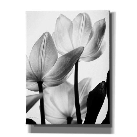 Image of 'Translucent Tulips III' by Debra Van Swearingen, Canvas Wall Art,12x16x1.1x0,18x26x1.1x0,26x34x1.74x0,40x54x1.74x0