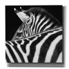 'Zebra III' by Debra Van Swearingen, Canvas Wall Art,12x12x1.1x0,18x18x1.1x0,26x26x1.74x0,37x37x1.74x0