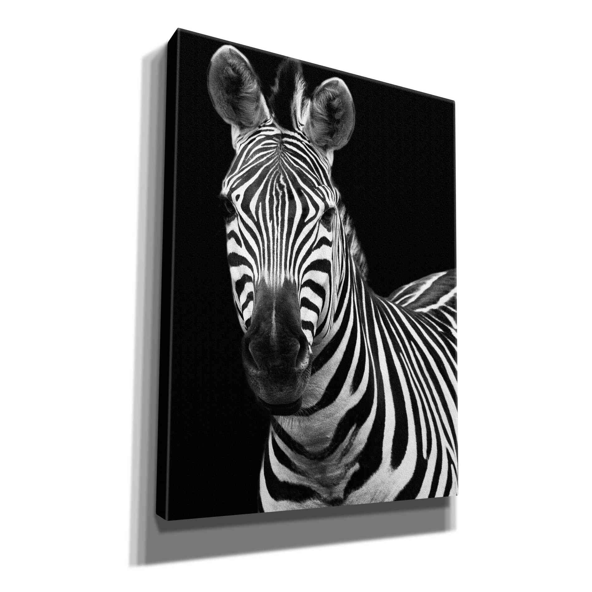 'Zebra II' by Debra Van Swearingen, Canvas Wall Art,12x16x1.1x0,18x26x1.1x0,26x34x1.74x0,40x54x1.74x0