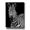 'Zebra II' by Debra Van Swearingen, Canvas Wall Art,12x16x1.1x0,18x26x1.1x0,26x34x1.74x0,40x54x1.74x0