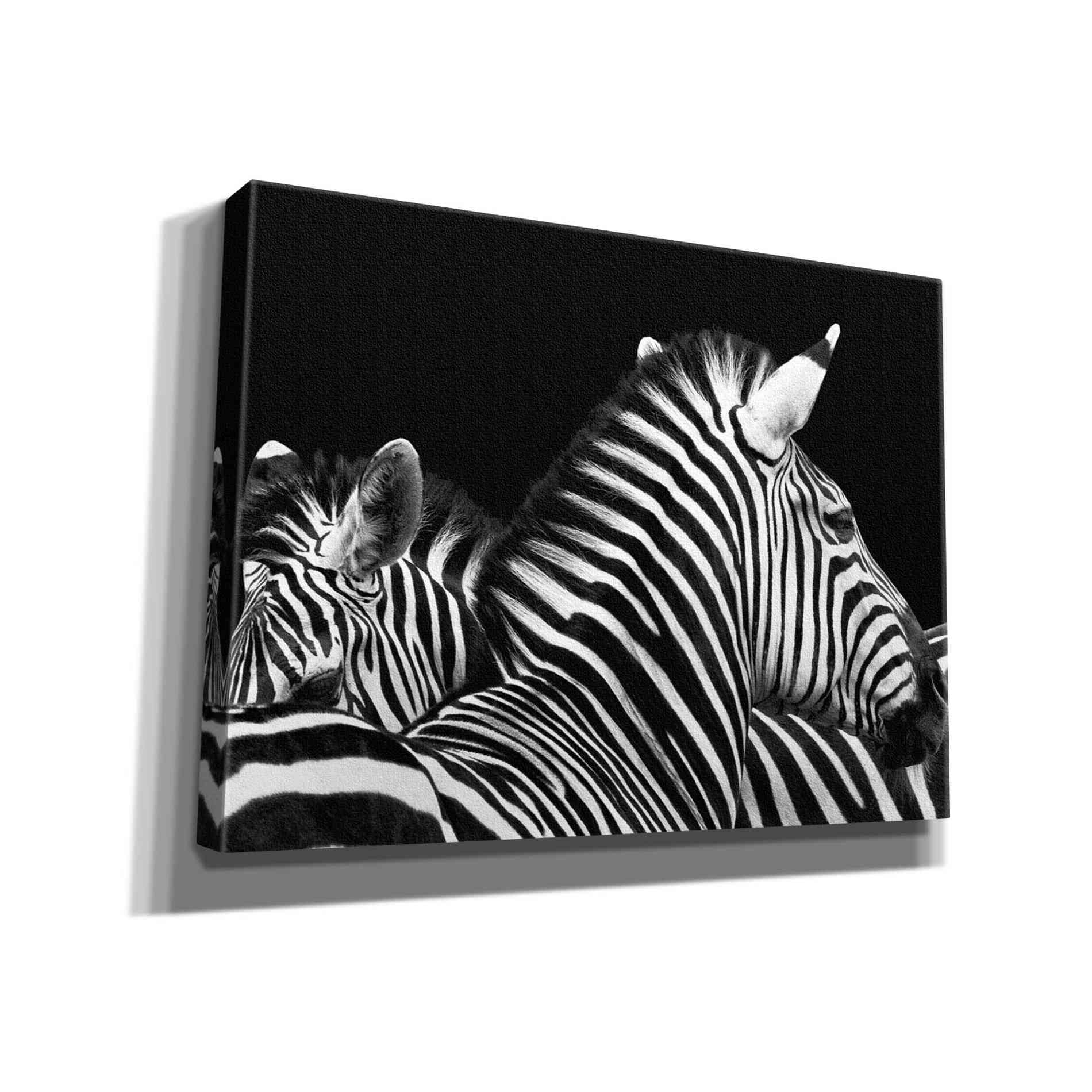 'Zebra I' by Debra Van Swearingen, Canvas Wall Art,16x12x1.1x0,26x18x1.1x0,34x26x1.74x0,54x40x1.74x0