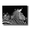 'Zebra I' by Debra Van Swearingen, Canvas Wall Art,16x12x1.1x0,26x18x1.1x0,34x26x1.74x0,54x40x1.74x0