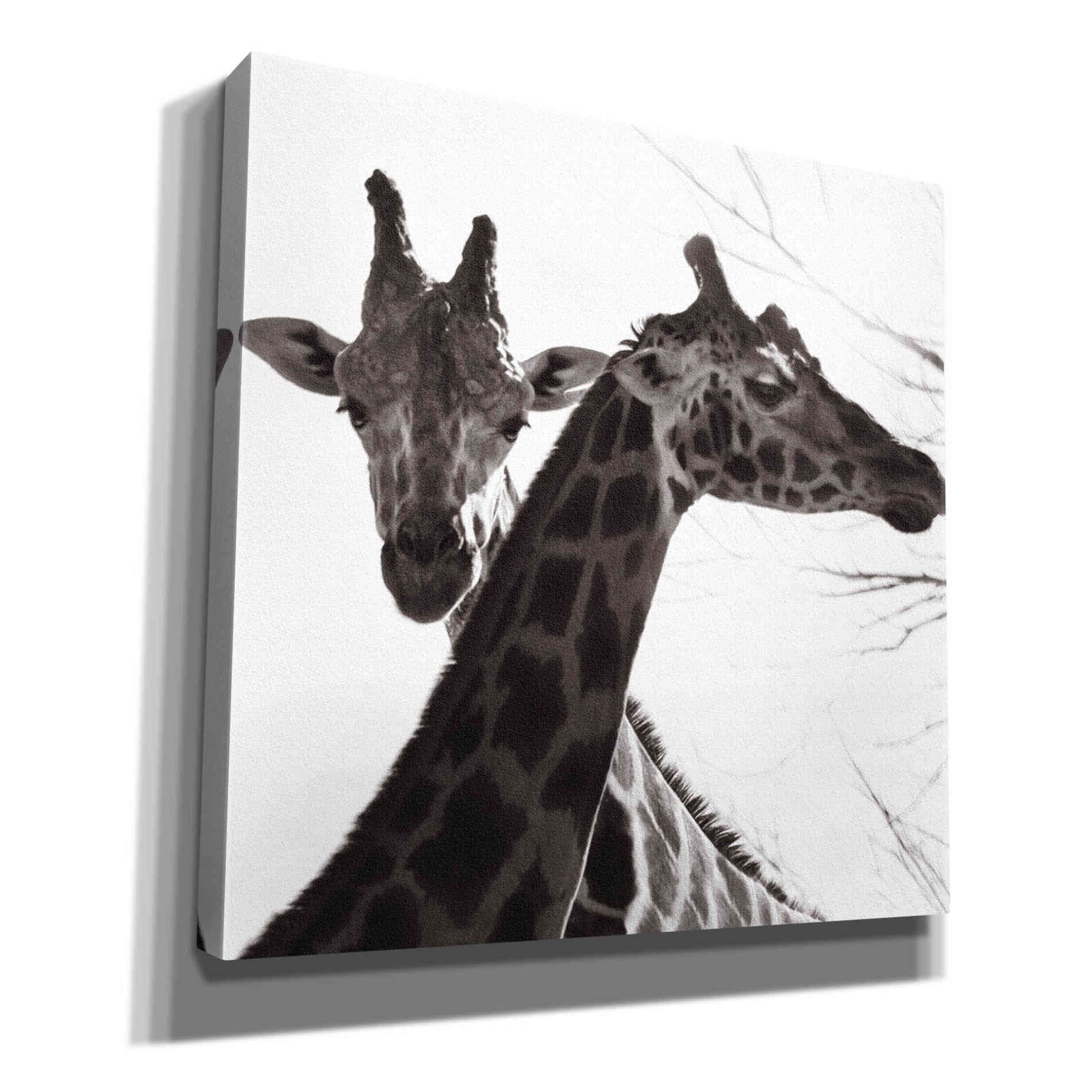 'Giraffe II' by Debra Van Swearingen, Canvas Wall Art,12x12x1.1x0,18x18x1.1x0,26x26x1.74x0,37x37x1.74x0