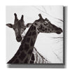 'Giraffe II' by Debra Van Swearingen, Canvas Wall Art,12x12x1.1x0,18x18x1.1x0,26x26x1.74x0,37x37x1.74x0