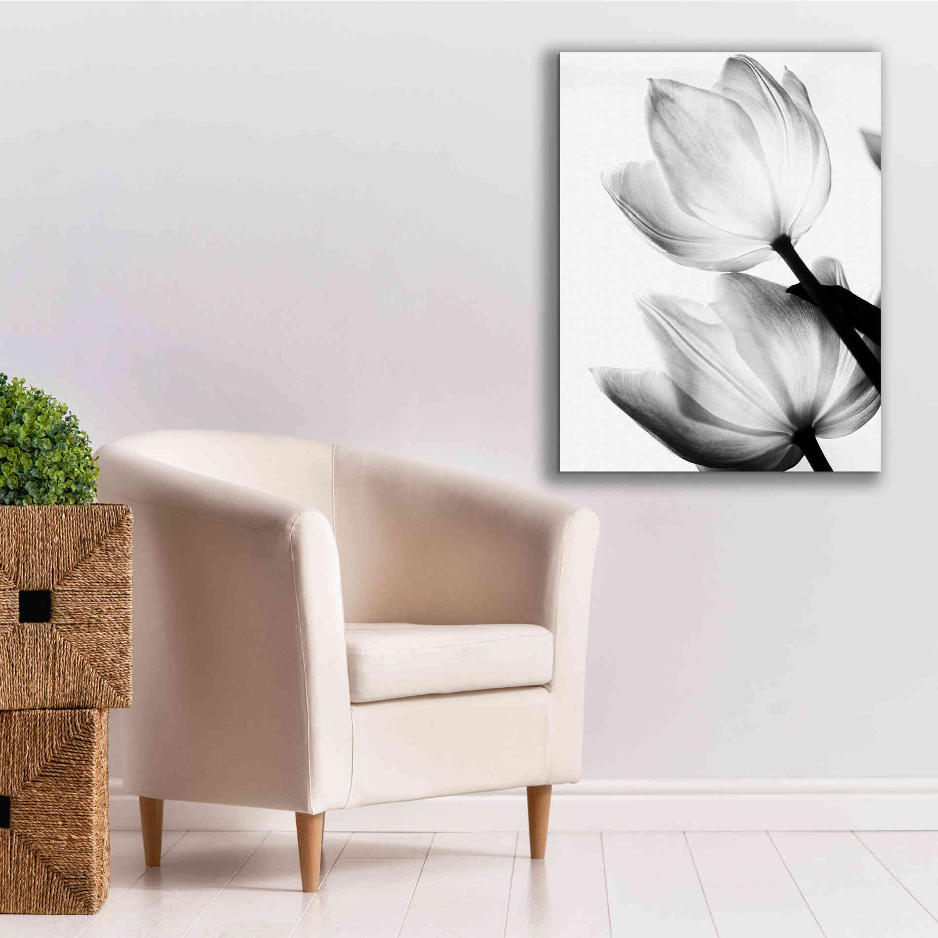 'Translucent Tulips II' by Debra Van Swearingen, Canvas Wall Art,26 x 34