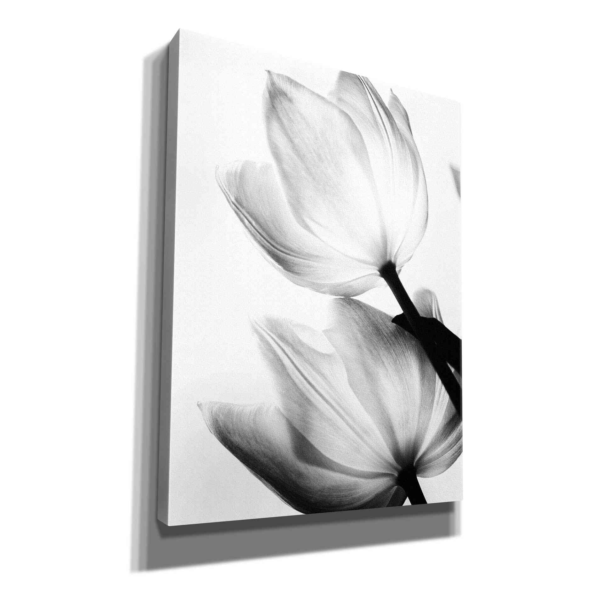 'Translucent Tulips II' by Debra Van Swearingen, Canvas Wall Art,12x16x1.1x0,18x26x1.1x0,26x34x1.74x0,40x54x1.74x0