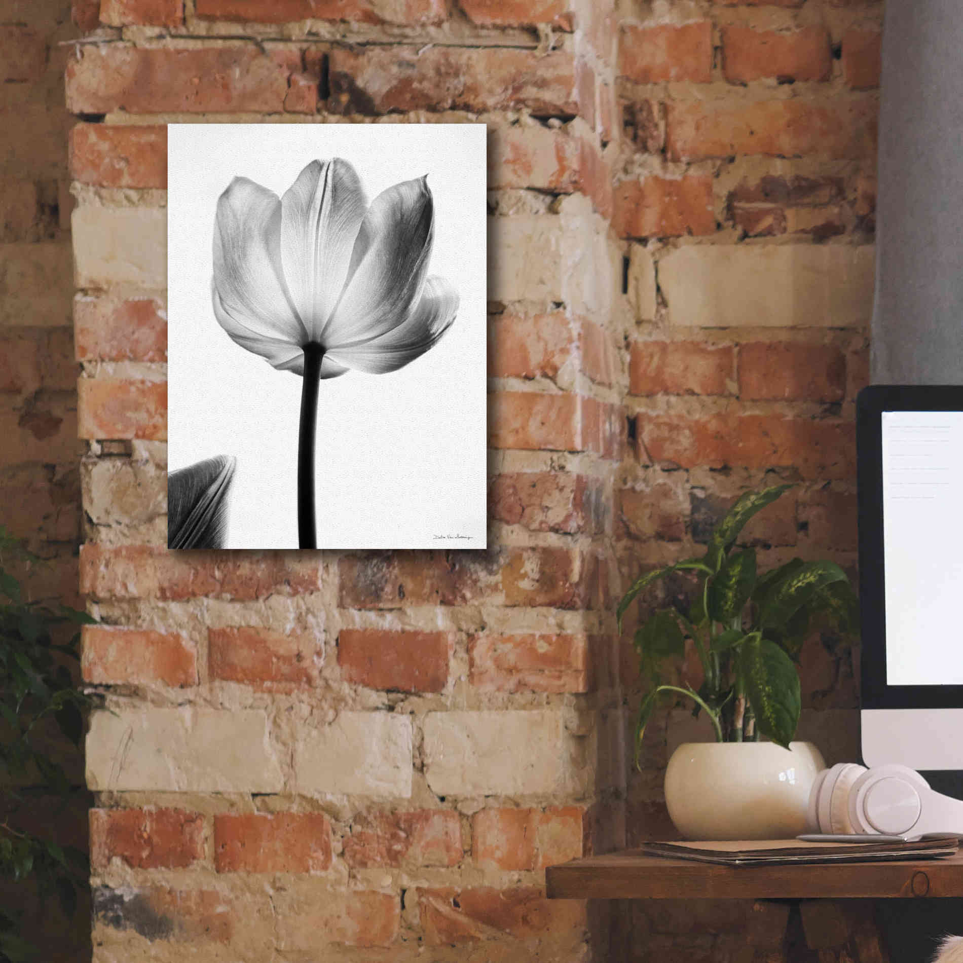 'Translucent Tulips I' by Debra Van Swearingen, Canvas Wall Art,12 x 16