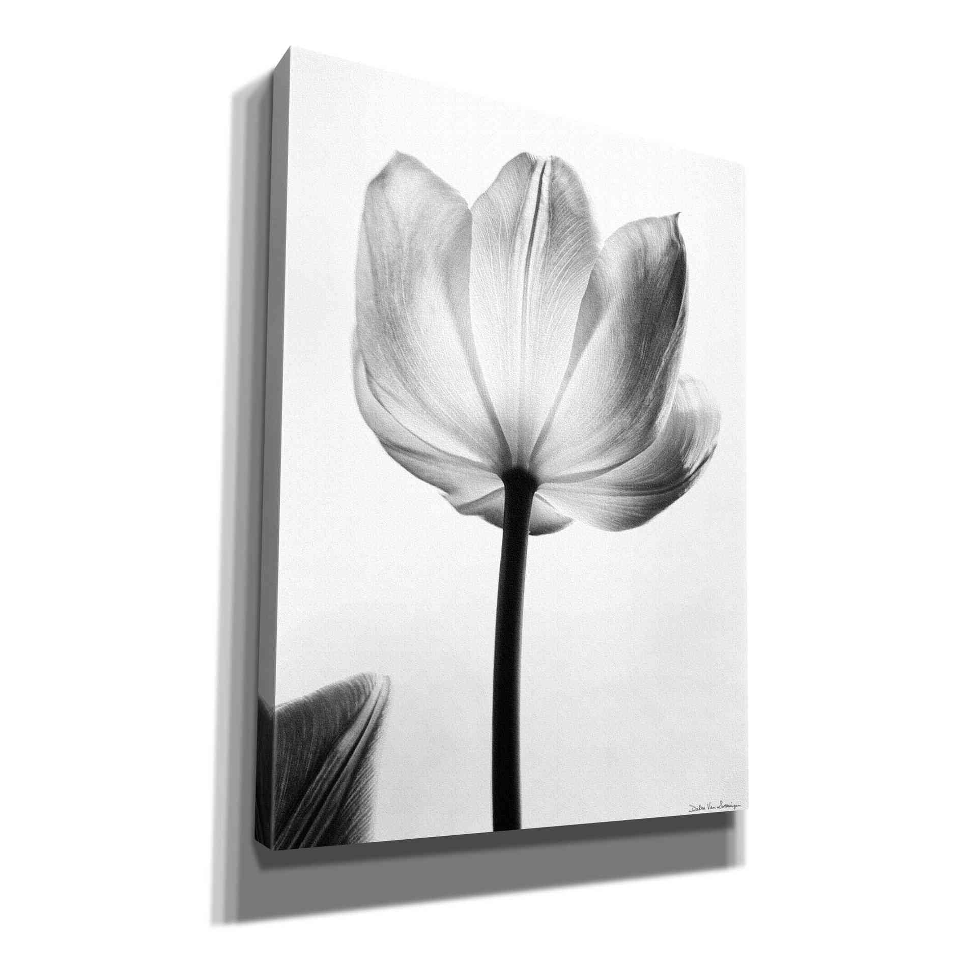 'Translucent Tulips I' by Debra Van Swearingen, Canvas Wall Art,12x16x1.1x0,18x26x1.1x0,26x34x1.74x0,40x54x1.74x0