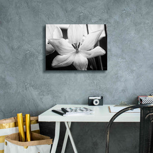 'Translucent Tulips IV' by Debra Van Swearingen, Canvas Wall Art,16 x 12